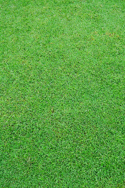 istock Close up green grass field texture background. 499126509
