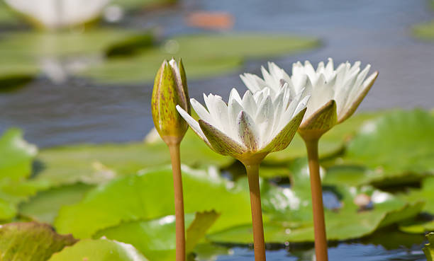 istock beautiful lotus with water 499126685