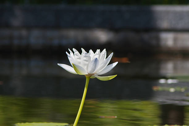 istock beautiful lotus with water 499126823