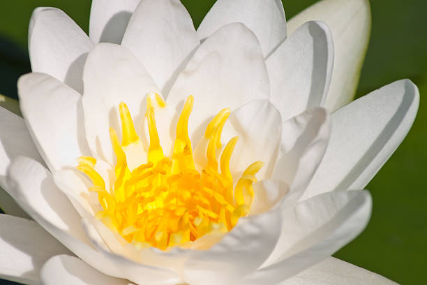 beautiful lotus with water