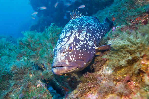 istock Grouper-Epinephelus marginatus 499126978