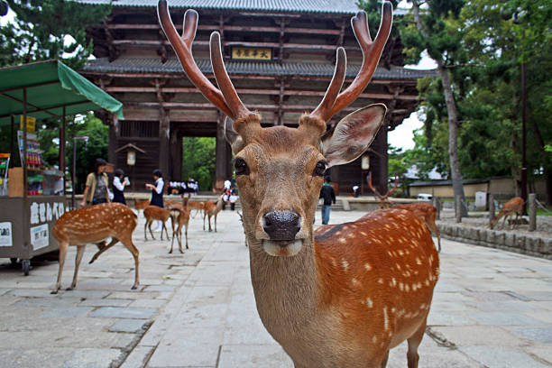 Japan: Sika Deer at Nara Park Nara, Japan - June 30, 2008: A deer looks right at the camera as visitors to Nara Park purchase treats from vendors to feed to the tame creatures. Sika Deer enjoy protected status at Nara Park. 1200 of them roam the area looking for deer-crackers (Shika-senbei) from visitors. Vendors sell them in the park, which is also the site of the three shrines: Tōdai-ji, Kōfuku-ji, and Kasuga Shrine. nsra stock pictures, royalty-free photos & images