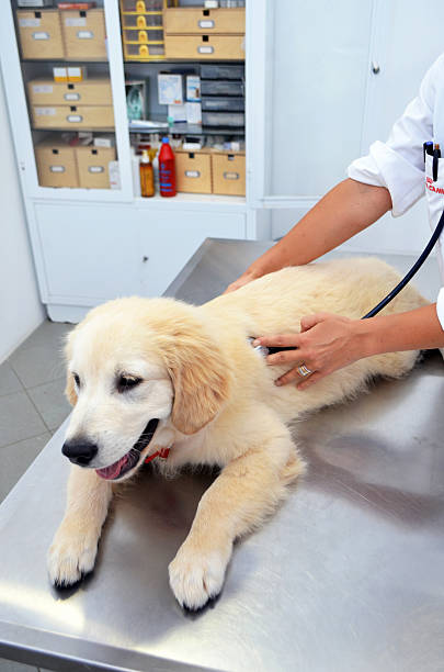 istock Vet examining cute puppy dog 499127105