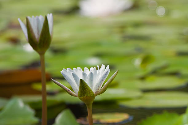 beautiful lotus with water