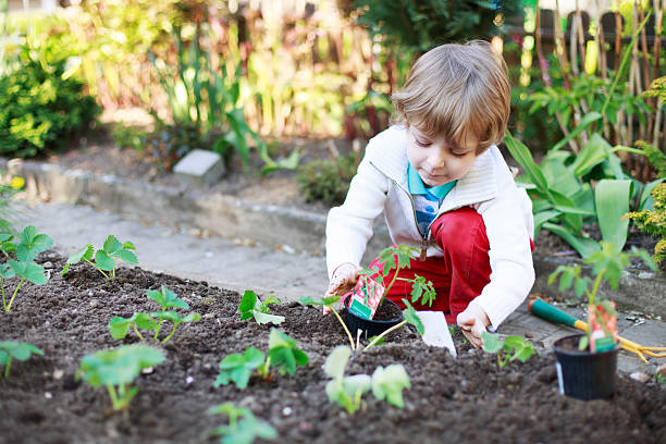 adorabile ragazzo capelli biondi piantare semi e piantine di pomodoro - vegetable child growth people foto e immagini stock