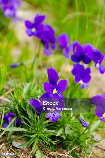 Wild Viola Stock Photo - Download Image Now - Beauty In Nature, Day, Flower