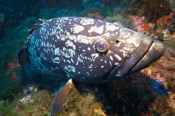 istock Grouper-Epinephelus marginatus 499127892