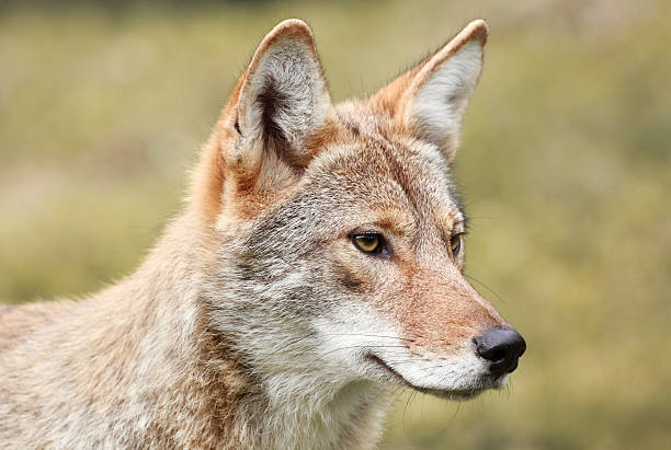 istock face of coyote 499128226