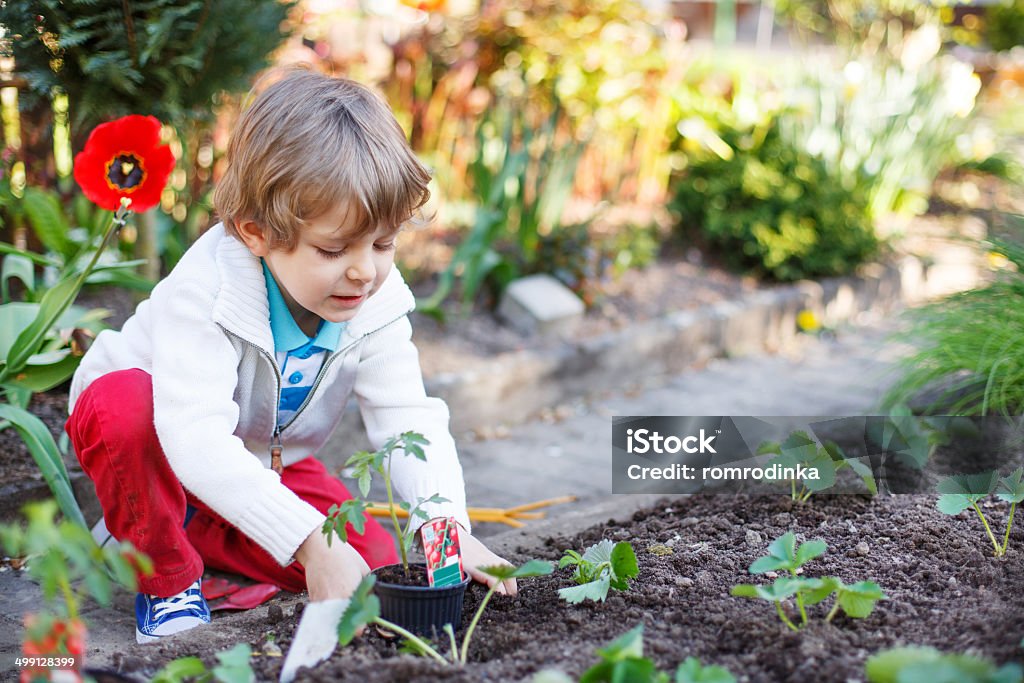 Adorable blond boy planting seeds and seedlings of tomatoes Cute preschool blond boy planting seeds and seedlings of tomatoes in vegetable garden 2-3 Years Stock Photo