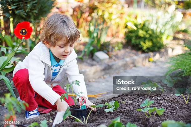 Adorable Blond Boy Planting Seeds And Seedlings Of Tomatoes Stock Photo - Download Image Now