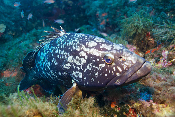 istock Grouper-Epinephelus marginatus 499128402