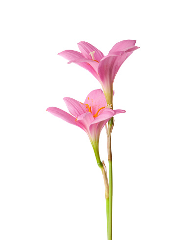 Two pink lily isolated on a white background. zephyranthes candida