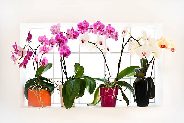 istock Collection of orchids phalaenopsis 499128849