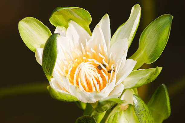 beautiful lotus with water