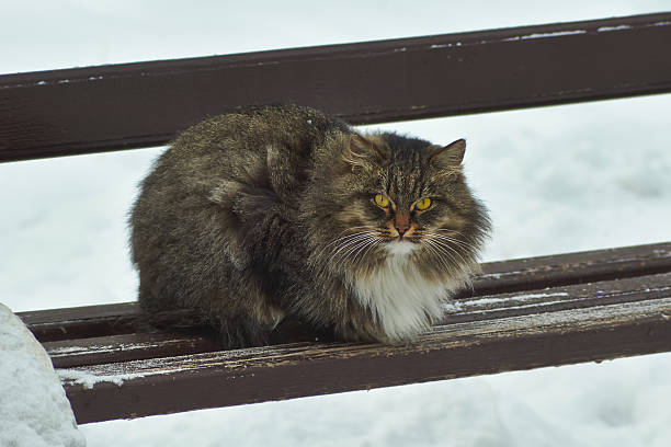 istock Feral fluffy cat in a winter park. 499129236
