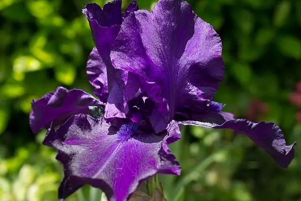 Purple iris with the sun shinning on it.
