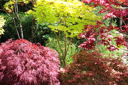 Photo showing the different colour, size and shape leaves on a group of red Japanese maples (acers / acer palmatum).  These include atropurpureum dissectum, deshojo and bloodgood.  The yellow leaves belong to a golden full moon maple (acer shirasawanum 'aureum').