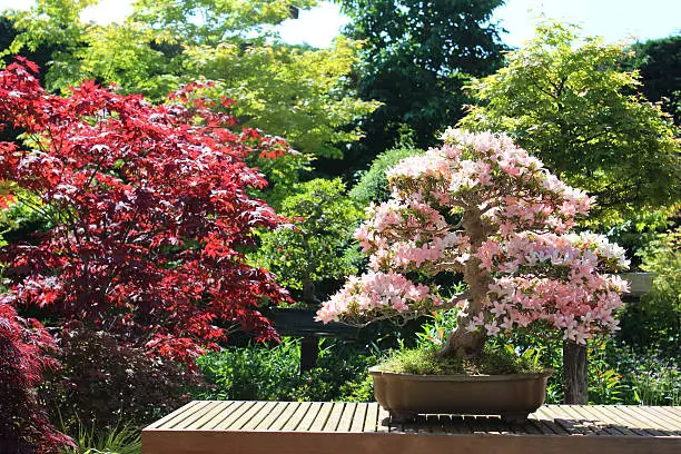 Photo of Image of satsuki azalea bonsai in full flower, Japanese garden