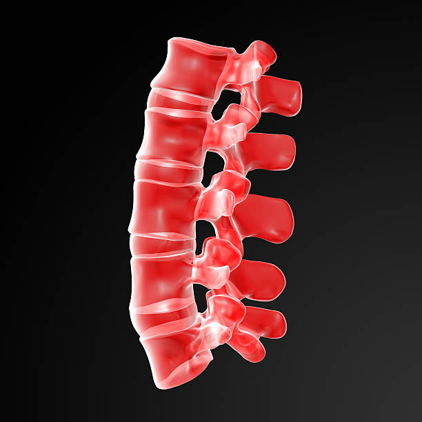 3 d 렌더링됨 일러스트 요추 - human spine chiropractor three dimensional shape healthcare and medicine 뉴스 사진 이미지