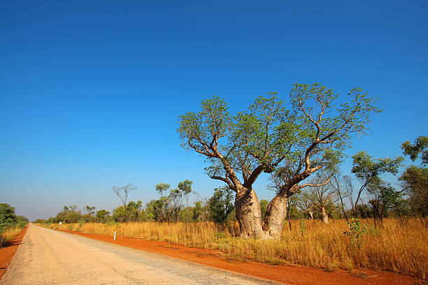 kimberley, austrália ocidental - kimberley plain - fotografias e filmes do acervo