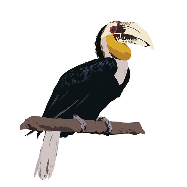 wreathed hornbill, hornbill vector illustration, isolated on white background wreathed hornbill, hornbill vector illustration, isolated on white background wreathed hornbill stock illustrations