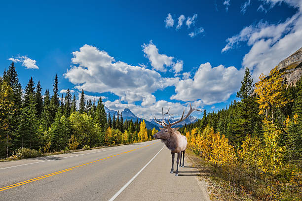 istock The deer with big horns 499130696