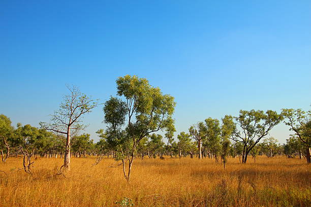 istock Kimberley, Western Australia 499130846
