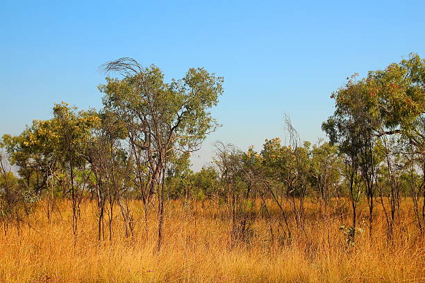 istock Kimberley, Western Australia 499131022