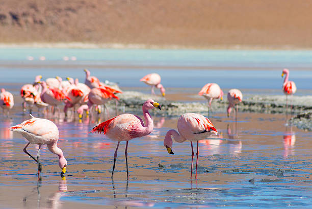 rosa flamingos im "laguna hedionda" die bolivianische anden - laguna colorada stock-fotos und bilder