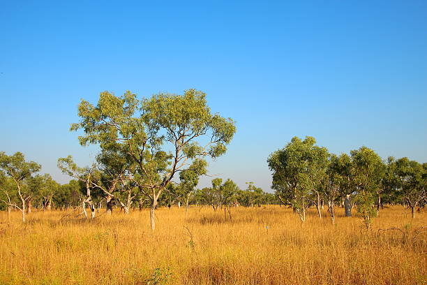 istock Kimberley, Western Australia 499131448