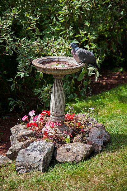 Old bird bath in the sun during Autumn
