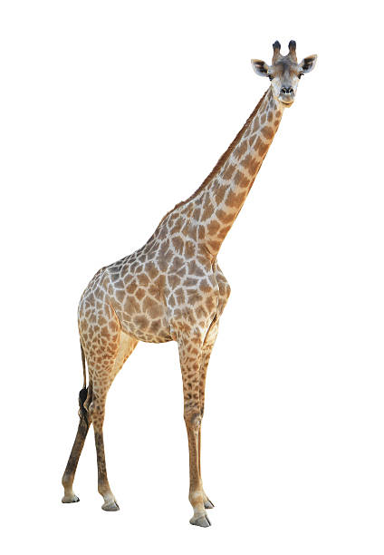 istock Giraffes isolated on white background 499133278