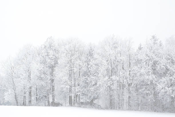 istock Row of snow covered trees 499144928