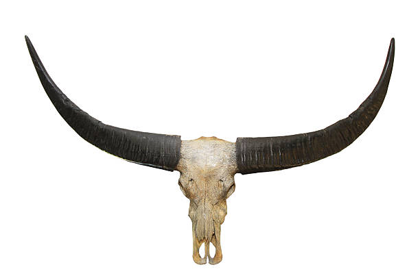 istock Buffalo skull isolated on white background 499145020