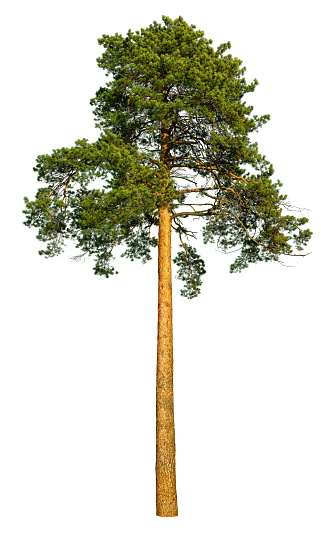 Tall pine tree isolated on a white background.