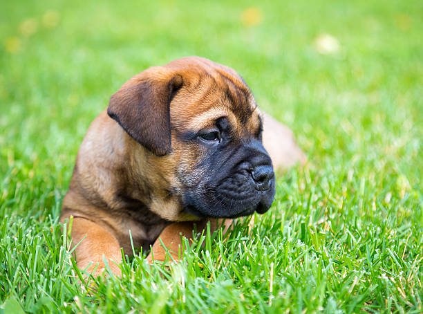 istock Bullmastiff puppy lying on a lawn 499145656