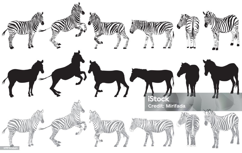 Satz von zebra auf einem weißen - Lizenzfrei Zebra Vektorgrafik