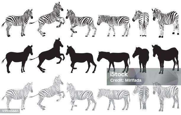 Satz Von Zebra Auf Einem Weißen Stock Vektor Art und mehr Bilder von Zebra - Zebra, Zebramuster, Kontur