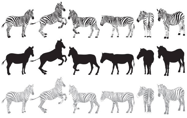 ilustraciones, imágenes clip art, dibujos animados e iconos de stock de juego de cebra en blanco - zebra