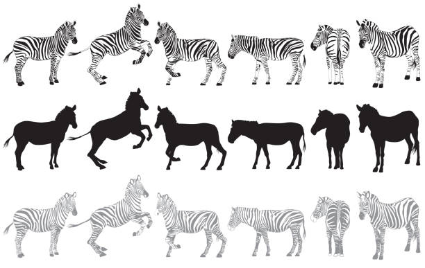 ilustrações de stock, clip art, desenhos animados e ícones de conjunto de zebra em branco - zebra