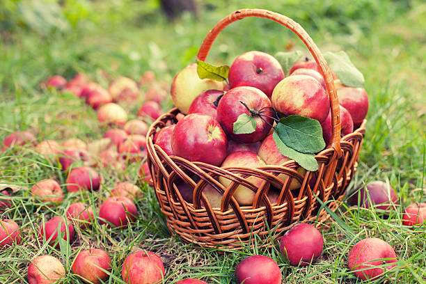 istock Basket with apples on the grass in the orchard 499147736