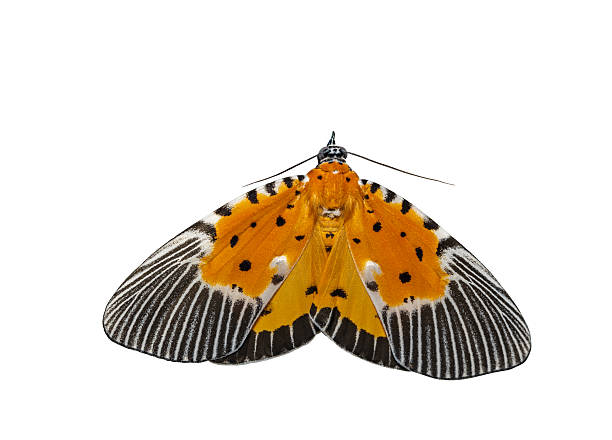 istock Isolated male of broad-winged tiger moth 499147834