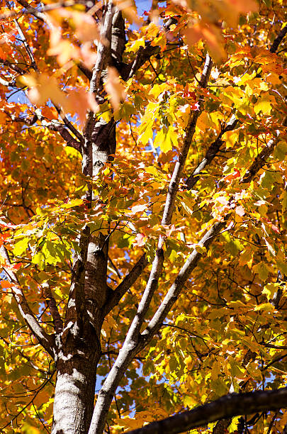 Fall leaves on maple tree stock photo