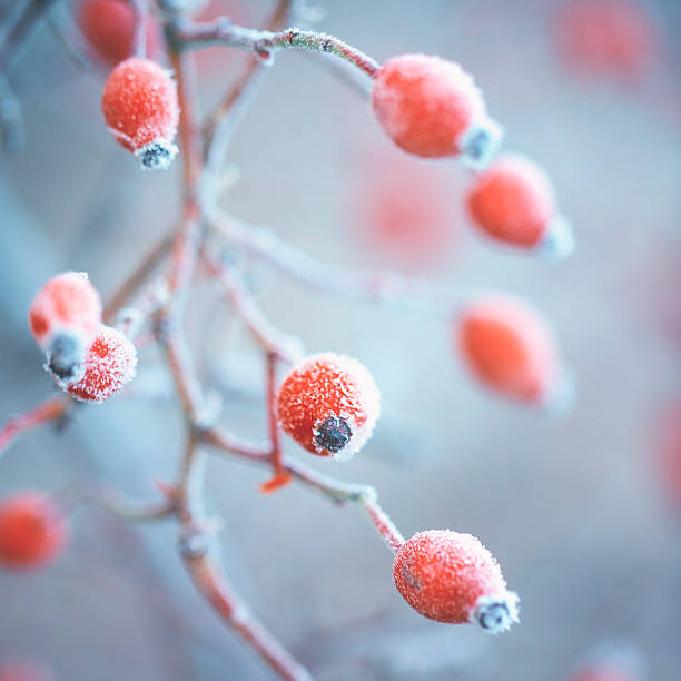 istock Frozen Dog rose [Rosa canina] 499150366