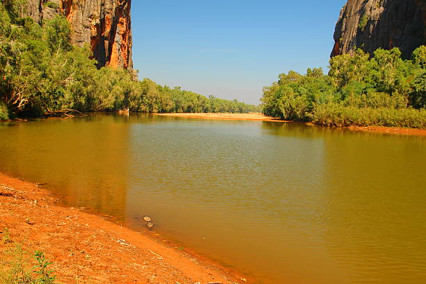 istock Australian freshwater crocodiles 499151786