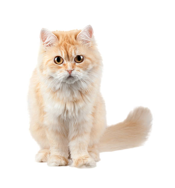 istock red shaggy cat in isolation 499153150