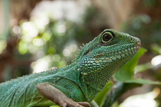 istock Green Iguana look the photographer. 499153606