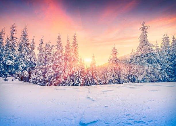istock Colorful winter sunset in mountain forest 499153746