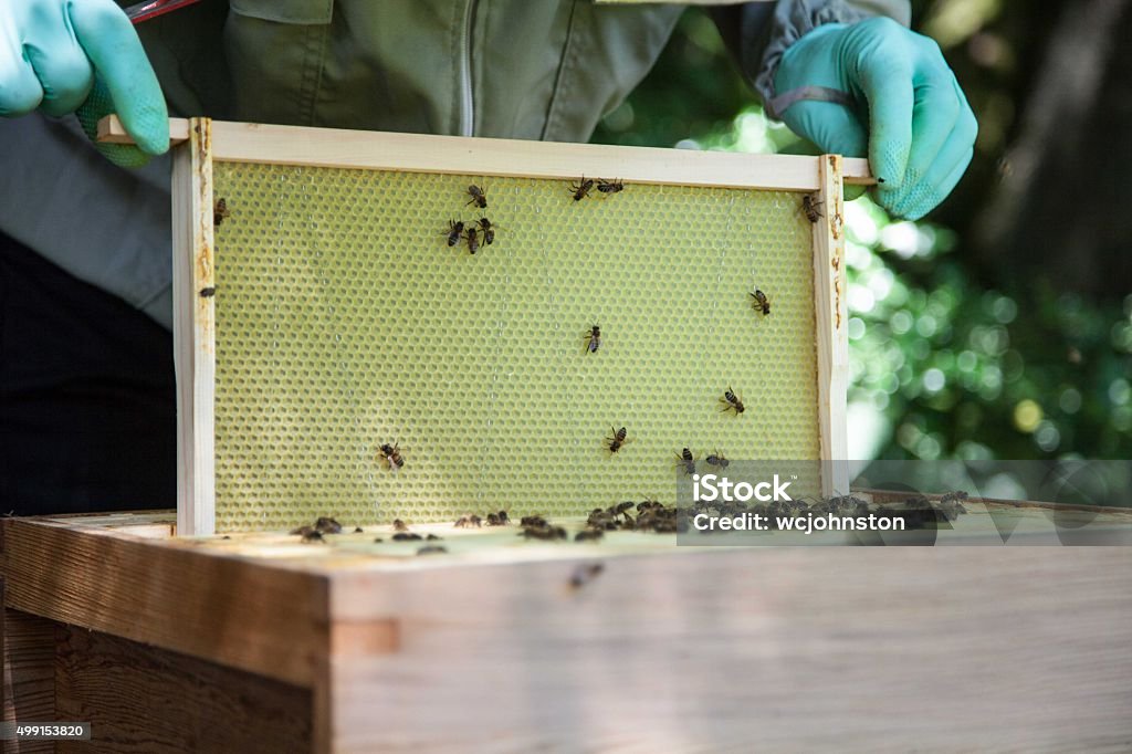 Bee Keeper and Hive the bee keeper is checking the new bee colony 2015 Stock Photo