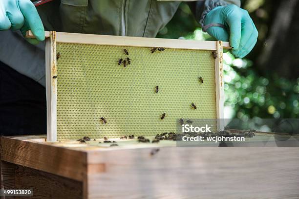 Bee Keeper And Hive Stock Photo - Download Image Now - 2015, Agriculture, Apiculture